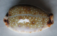 Cypraea gangranosa reentsii 1)  Dunker, 1852